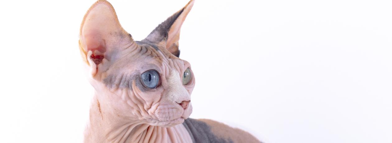Sphynx - Raya