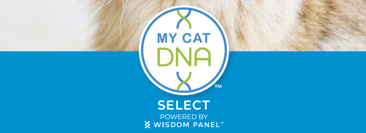 My cat DNA