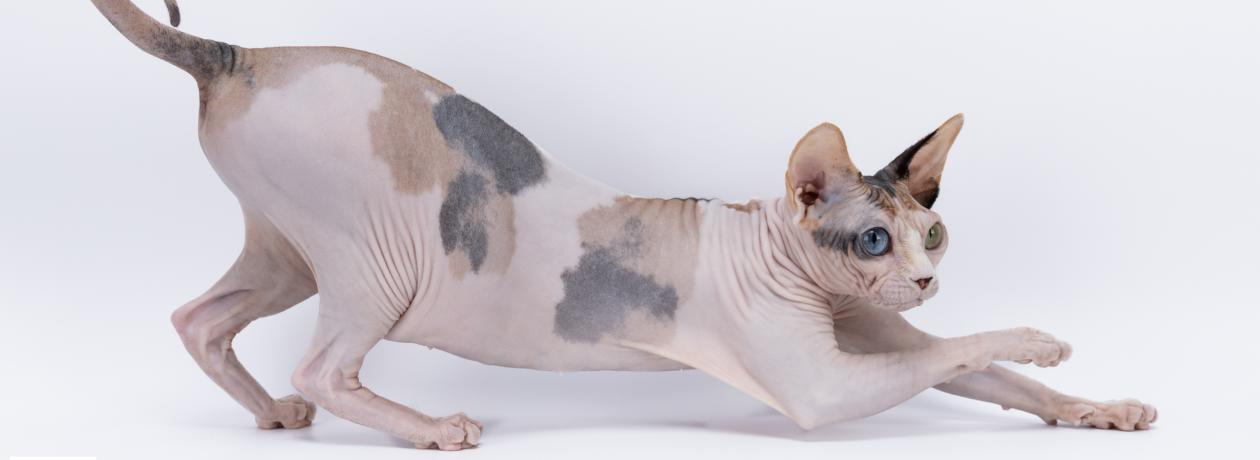 Sphynx