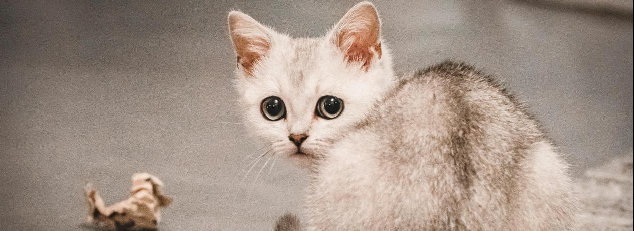 Chaton Burmilla