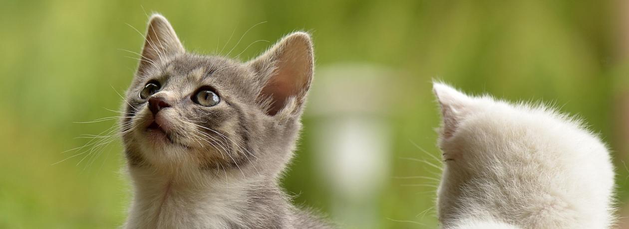 Chatons CA