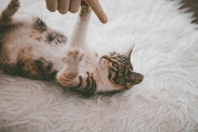 chatons.jpg