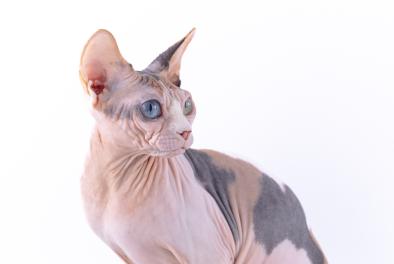 Sphynx - Raya