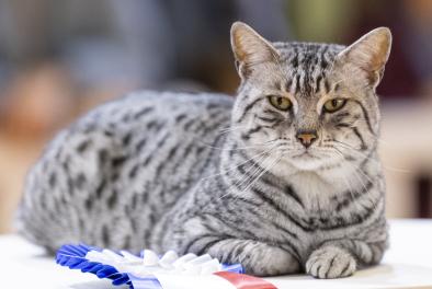 Mau