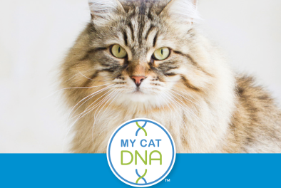 My cat DNA