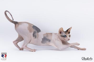 Sphynx