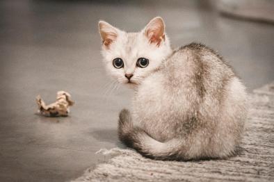 Chaton Burmilla