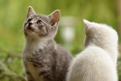 Chatons CA