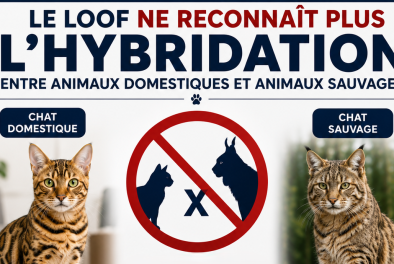hybridation
