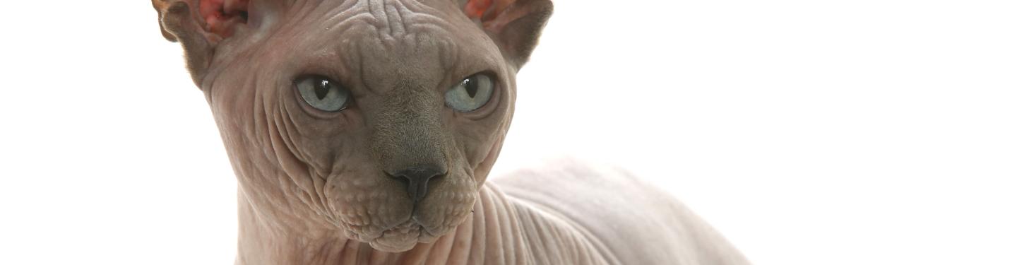 Sphynx