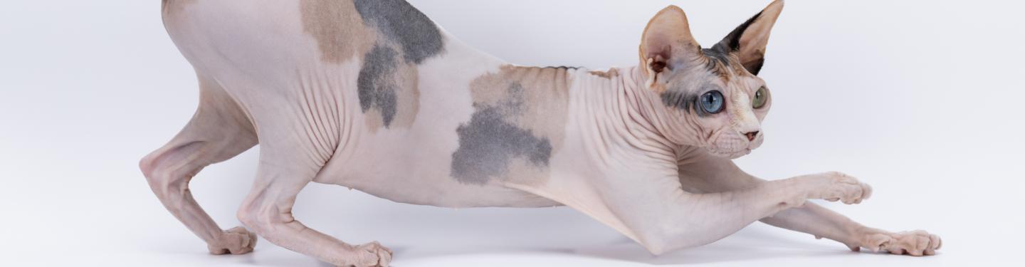 Sphynx