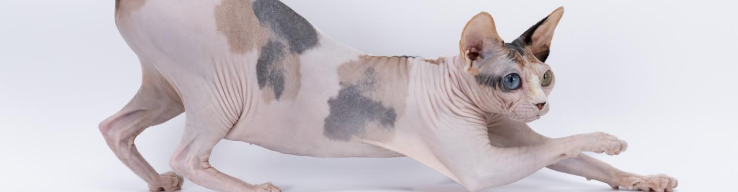 Sphynx