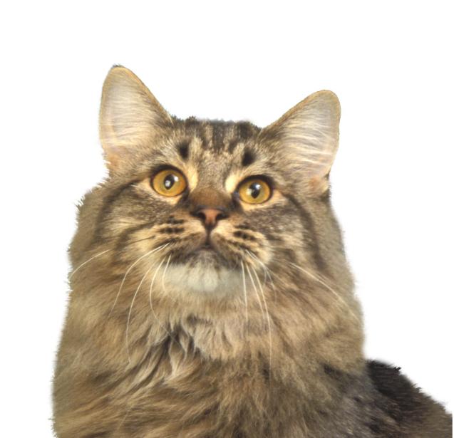 American Bobtail identité.jpg