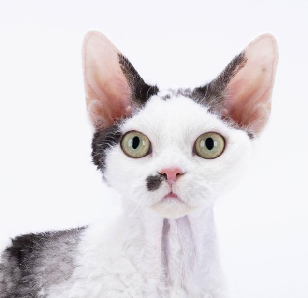 Devon Rex identité.jpg