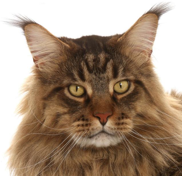 Maine Coon : tout savoir sur cette race de chat !