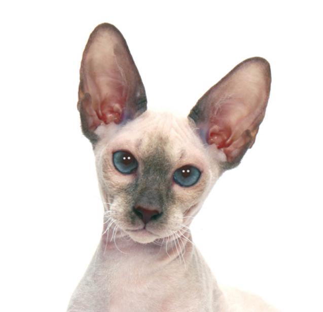 Peterbald identité.jpg