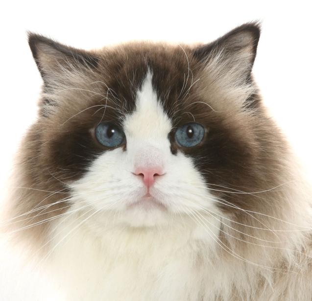 Ragdoll identité 4.jpg
