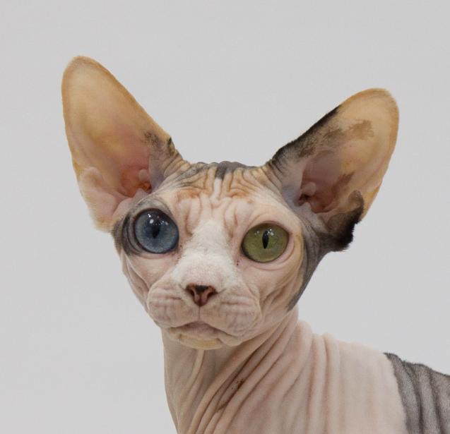 Sphynx portrait.jpg