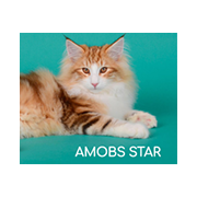 AMOBS STAR.png