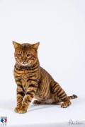 toyger france.jpeg