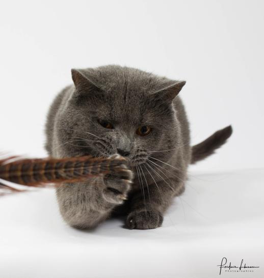 Chartreux slider 1.jpg