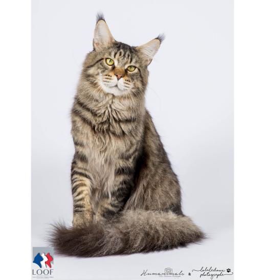 Maine Coon slider 1.jpg