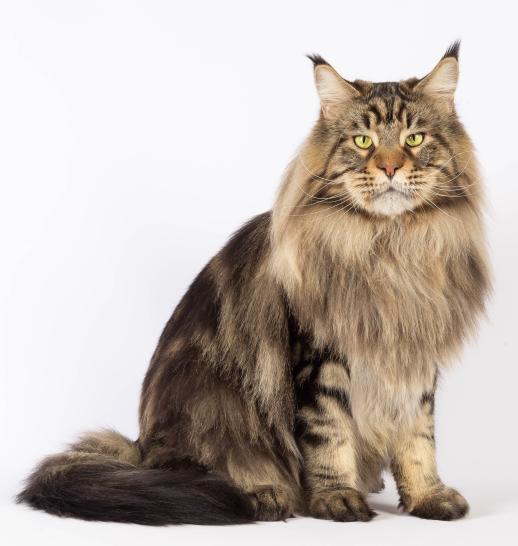 Maine Coon slider2.jpg