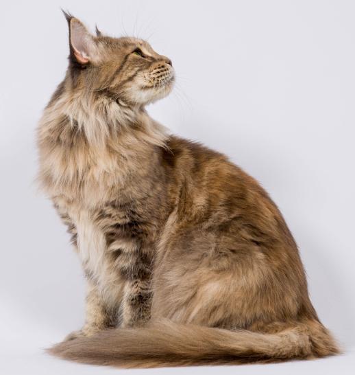 Zoom sur le Maine coon, un chat idéal pour les familles ! - Médor et  Compagnie®