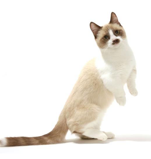 Le chat Munchkin : prix, caractère, particularités et santé –
