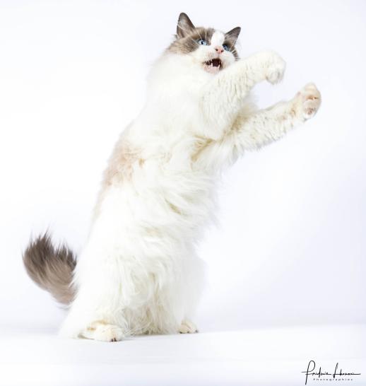 Ragdoll slider 3.jpg