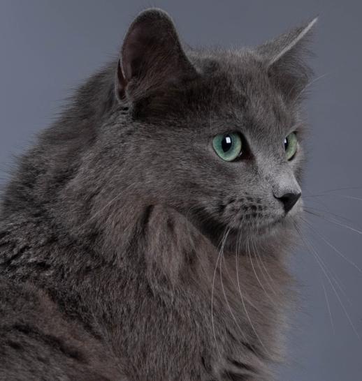 Nebelung slider 3.jpg