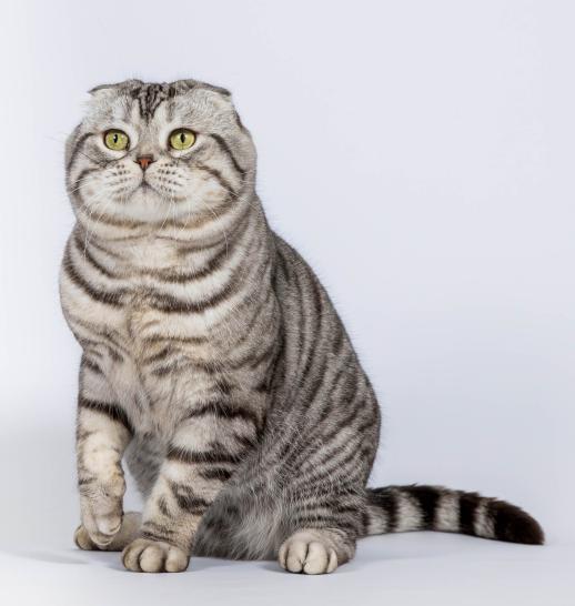 Scottish Fold slider 2.jpg