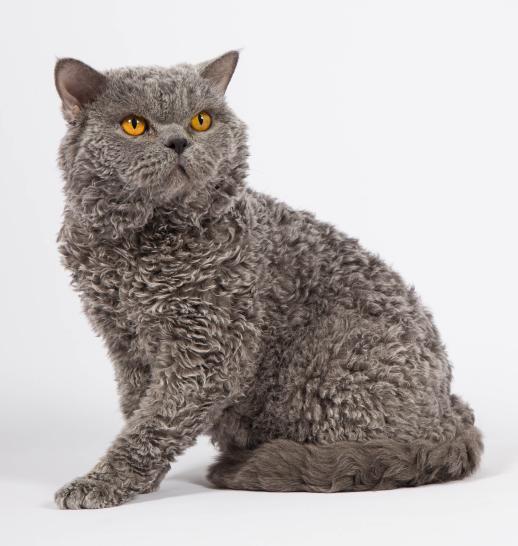 Selkirk Rex slider 2.jpg