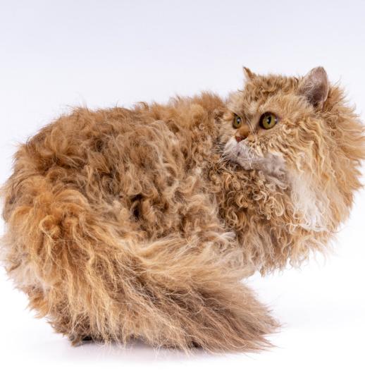 Selkirk Rex slider 3.jpg