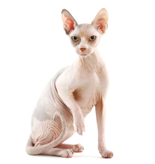 Sphynx slider 1.jpg