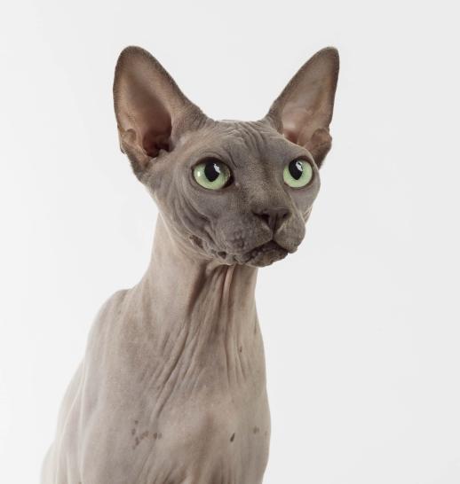 Sphynx slider 2.jpg