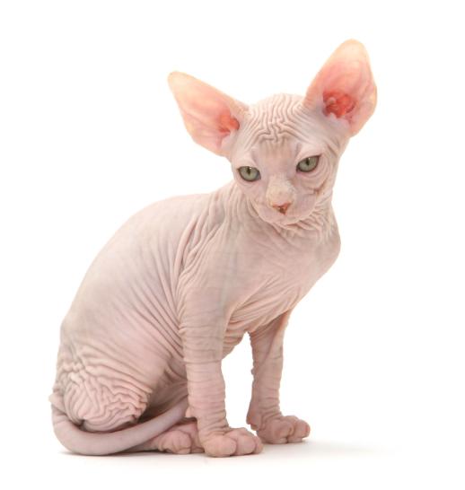 Sphynx slider 3.jpg