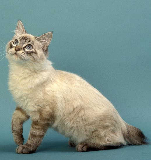 american bobtail silver tabby point