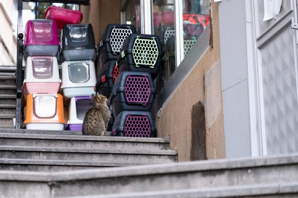 Boite à chat