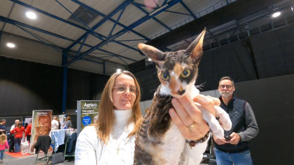 Le Cornish Rex gagnant
