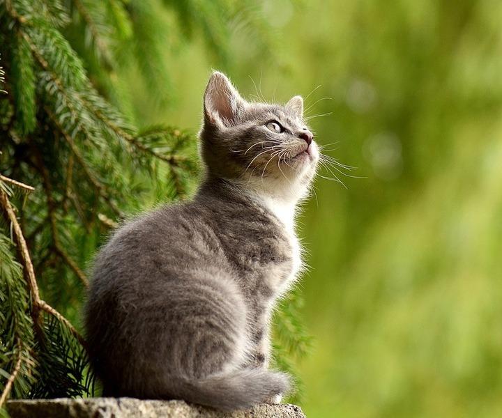 chaton dans la foret