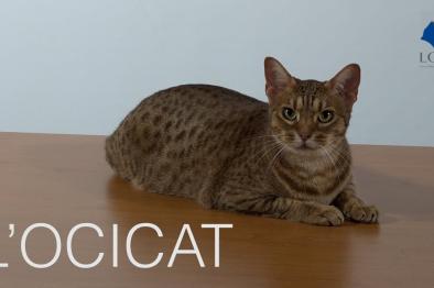 Embedded thumbnail for Ocicat > Autre contenu