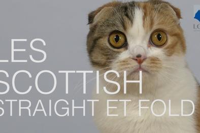 Embedded thumbnail for Comment bien choisir son chaton Scottish/Highland Fold ? &gt; Paragraphs content