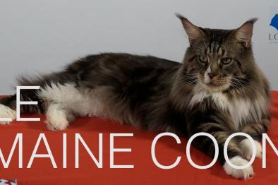 Embedded thumbnail for Maine Coon > Autre contenu > Contents of the right column