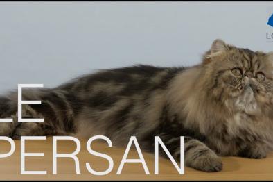 Embedded thumbnail for Persan > Autre contenu