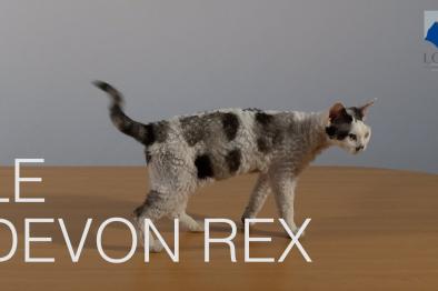 Embedded thumbnail for Devon Rex &gt; Autre contenu