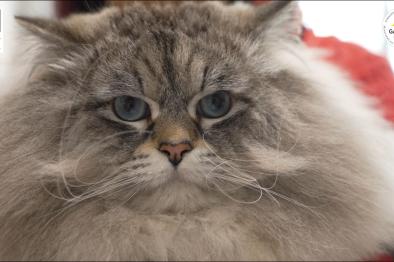 Embedded thumbnail for Notre vidéo de "Gigi" gagnant du CGA 2026 ! > Paragraphs content