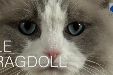 Embedded thumbnail for Ragdoll &amp; Cherubim > Autre contenu > Contents of the right column