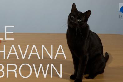 Embedded thumbnail for Havana Brown &gt; Autre contenu