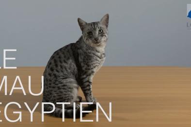 Embedded thumbnail for Mau Égyptien > Autre contenu